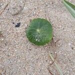 Hydrocotyle umbellata List