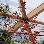 Nandina domestica果實