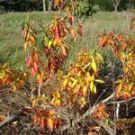 Rhododendron mucronulatum পাতা