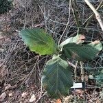 Quercus jonesii Hoja