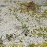 Trifolium saxatile Habitus