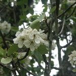 Pyrus bourgaeana Flower