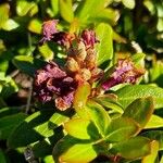 Rhododendron ferrugineum Ffrwyth