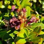 Rhododendron ferrugineum Froito