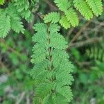 Mimosa diplotricha Blatt