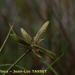 Cyperus flavescens 花