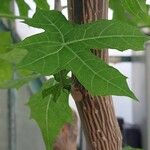 Cnidoscolus aconitifolius Blatt