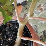 Begonia tuberhybrida बार्क (छाल)