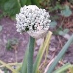 Allium cepa 花