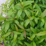 Spiraea cantoniensis Blatt