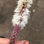 Melaleuca huegelii Flower