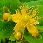 Hypericum × inodorum Flower