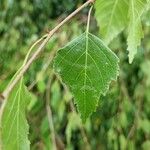 Betula pendulaFulla