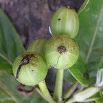 Psychotria pancheri Froito