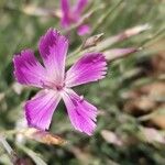 Dianthus lusitanus Flower