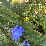 Salvia azurea 花