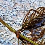 Myriophyllum spicatum Ліст