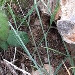 Lathyrus setifolius Leaf