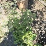 Eryngium planum Habit