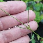 Coreopsis tinctoria Leaf