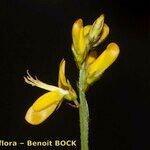 Genista micrantha Other