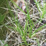 Carex aurea Habit