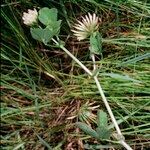 Trifolium michelianum Hàbitat