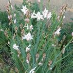 Asphodelus fistulosus Flower