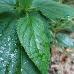 Scrophularia alpestris Leaf