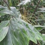 Wallichia oblongifolia Hoja
