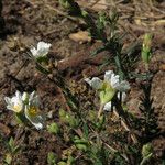 Cistus umbellatus Feuille