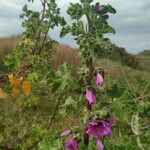 Lavatera arborea 葉