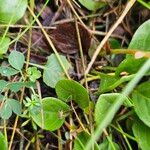 Pyrola rotundifolia Yaprak