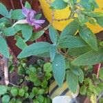 Ruellia longepetiolata Ліст