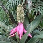 Aechmea mariae-reginae ᱥᱟᱠᱟᱢ