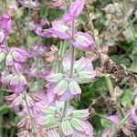 Salvia sclarea 花