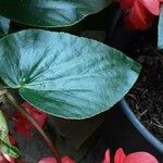 Begonia coccinea পাতা