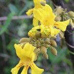 Markhamia obtusifolia Flower