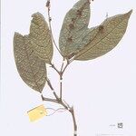Teijsmanniodendron coriaceum Altro