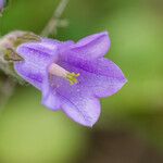 Campanula sibirica Квітка