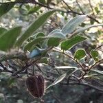 Diospyros whyteana Fruto