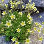 Saxifraga exarata Flor