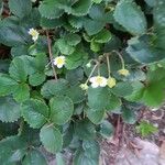Fragaria chiloensis 花