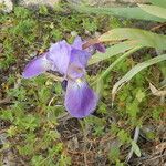 Iris unguicularisKukka