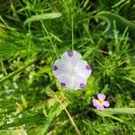 Nemophila maculata Flower