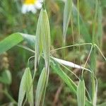 Avena barbata Fruit