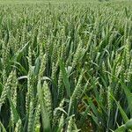 Triticum aestivum Habitatea