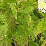 Erigeron strigosus Blatt