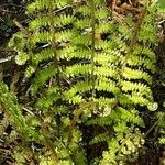 Polystichum braunii Likasa