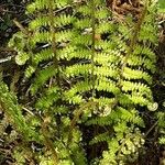 Polystichum braunii Лист